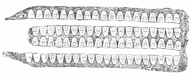 Ant-nose Coin Mould